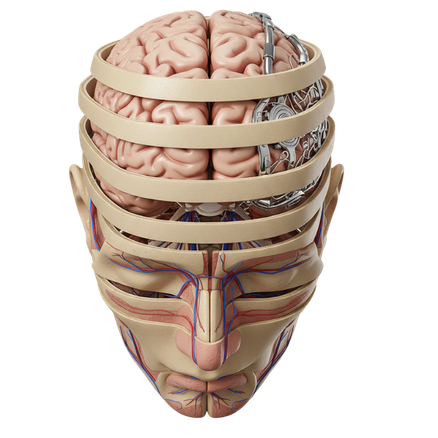 Facial Trauma Surgery